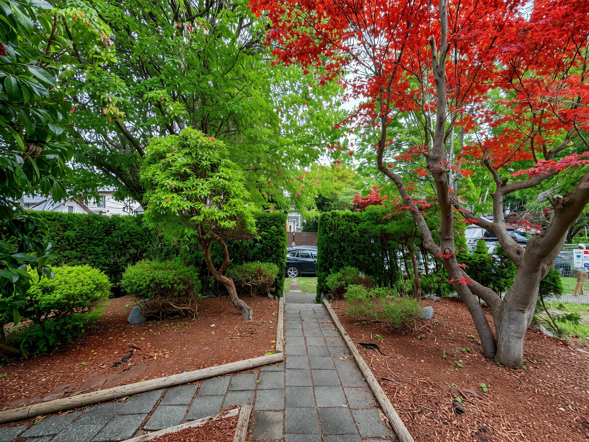A paved path between hedges under maples, looking out toward the street